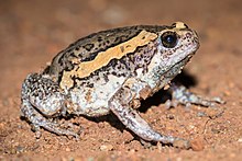 kalophrynus-minusculus-qurbagasi