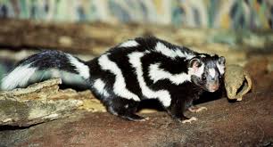 pigme-xalli-skunsu