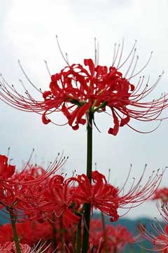 lycoris