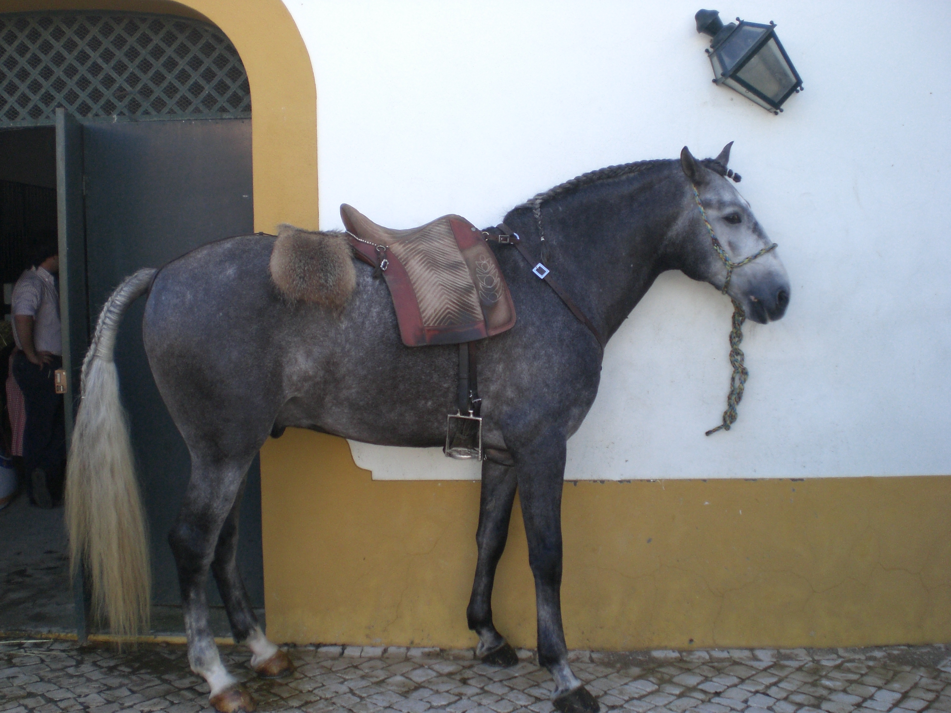 lusitano