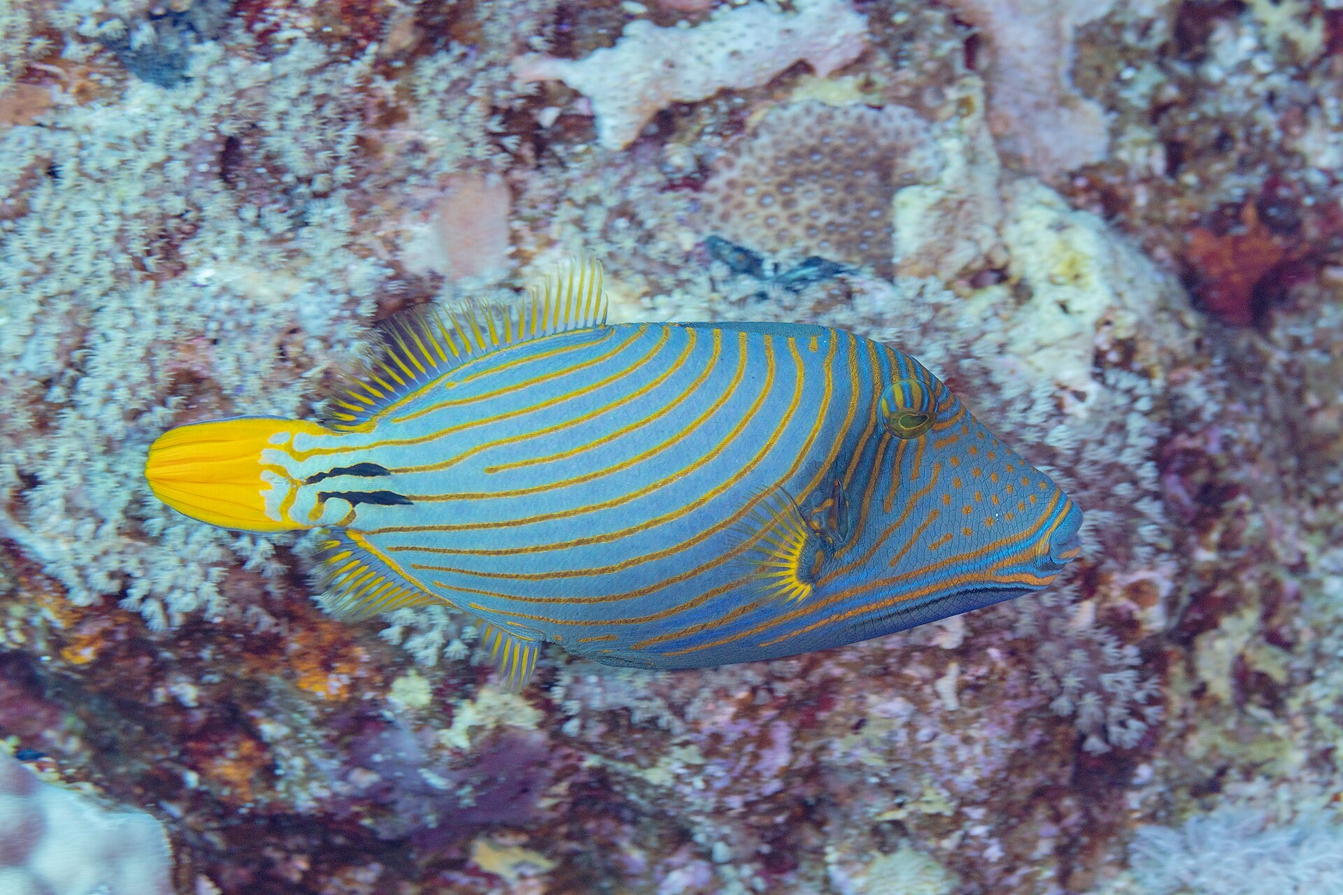 narinci-xetli-triggerfish-baligi