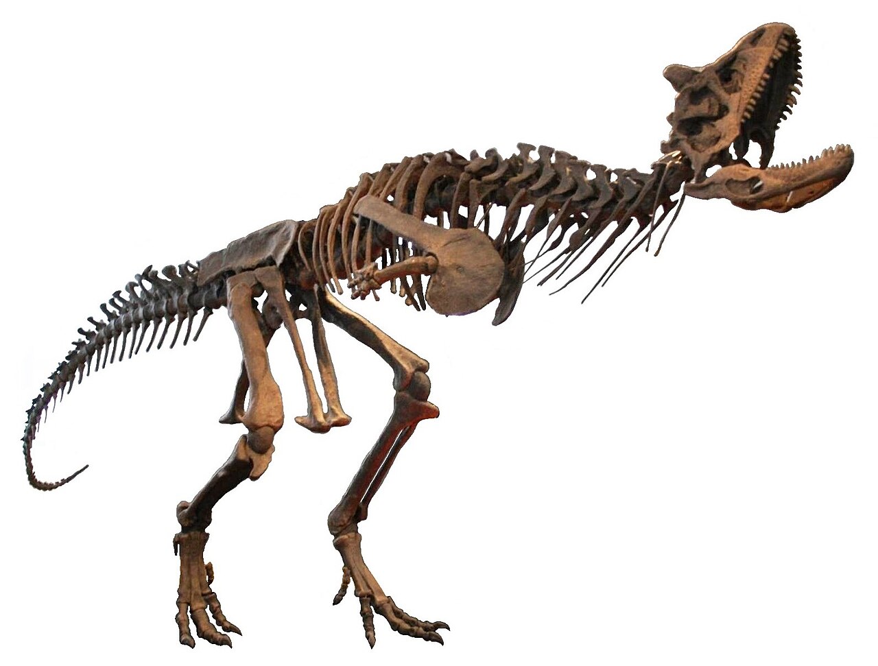 theropoda-dinozavri
