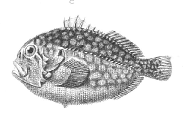 caracanthus