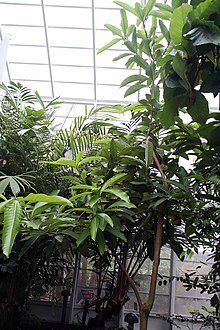 litsea-garciae-bitkisi