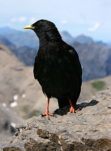 alpin-qargasi