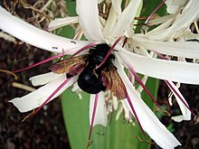 xylocopa-sonorina-ari-novu