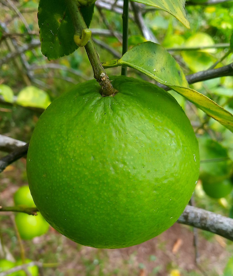 key-limonu