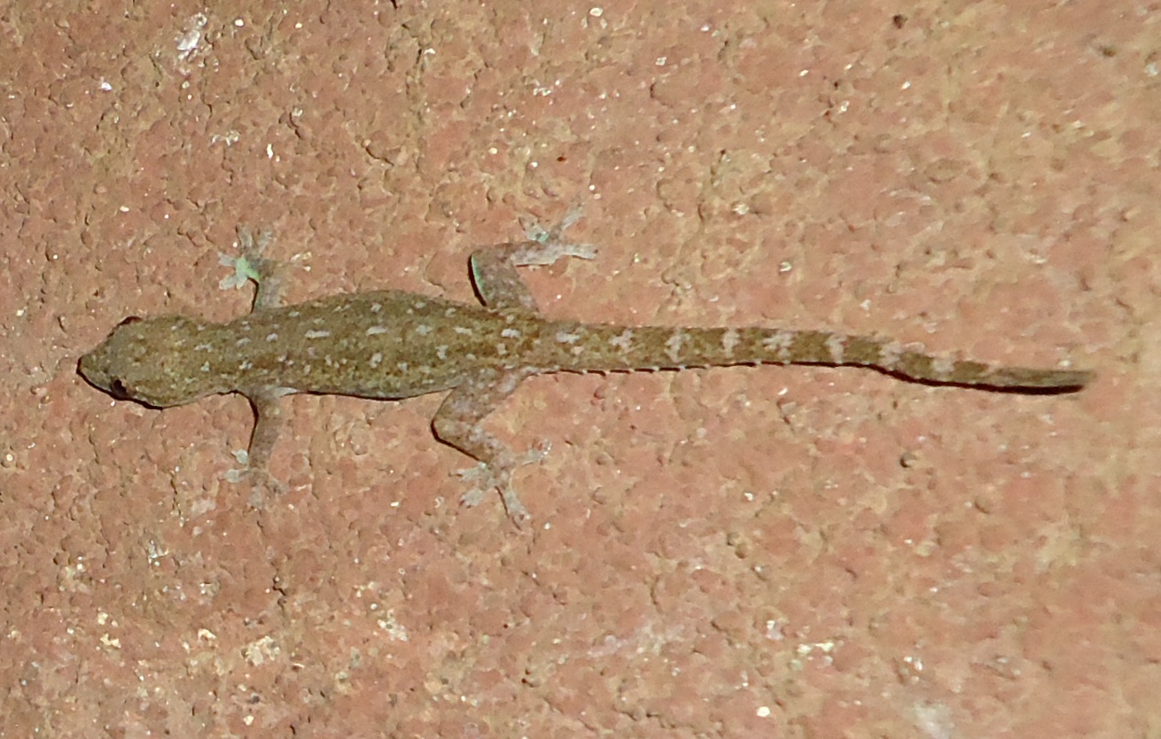 hind-sakit-okean-gekkosu