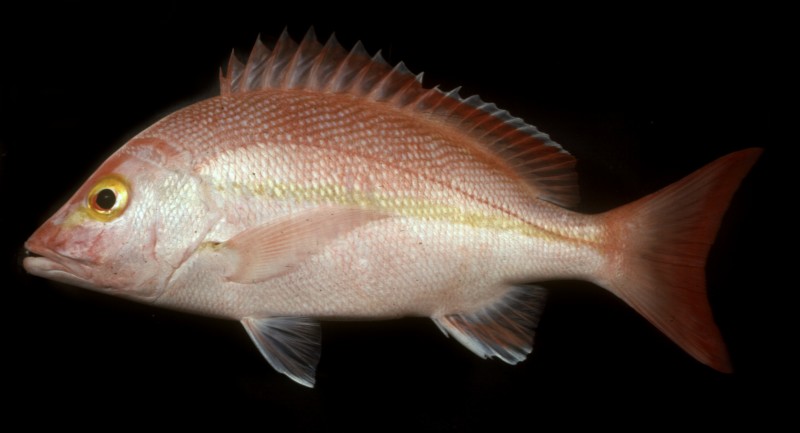 lutjanus-adetii-baligi