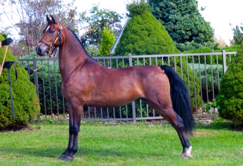 morqan-ati