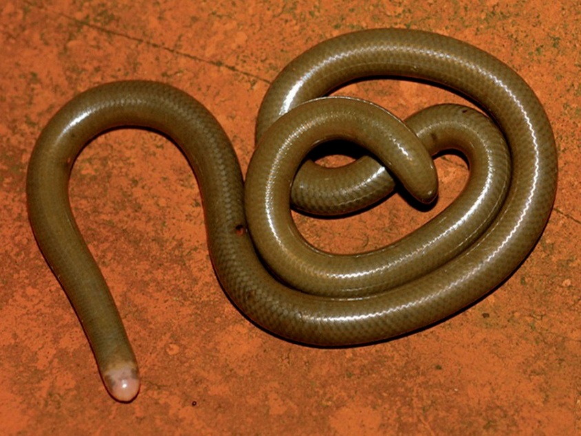 liotyphlops-ternetzii-beui-ilani