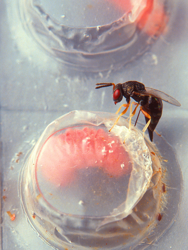 pteromalidae-arisi