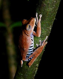 troschelin-agac-qurbagasi-boana-calcarata