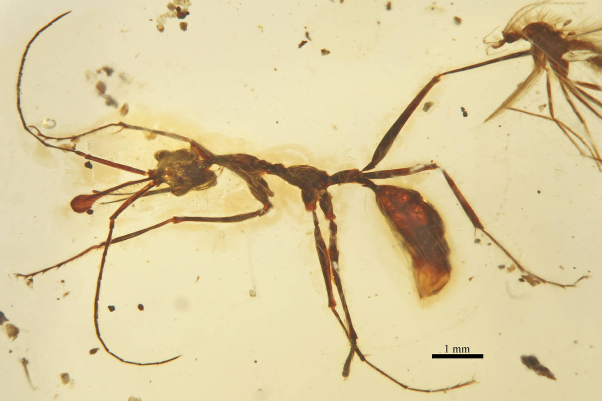 ceratomyrmex-qarisqasi