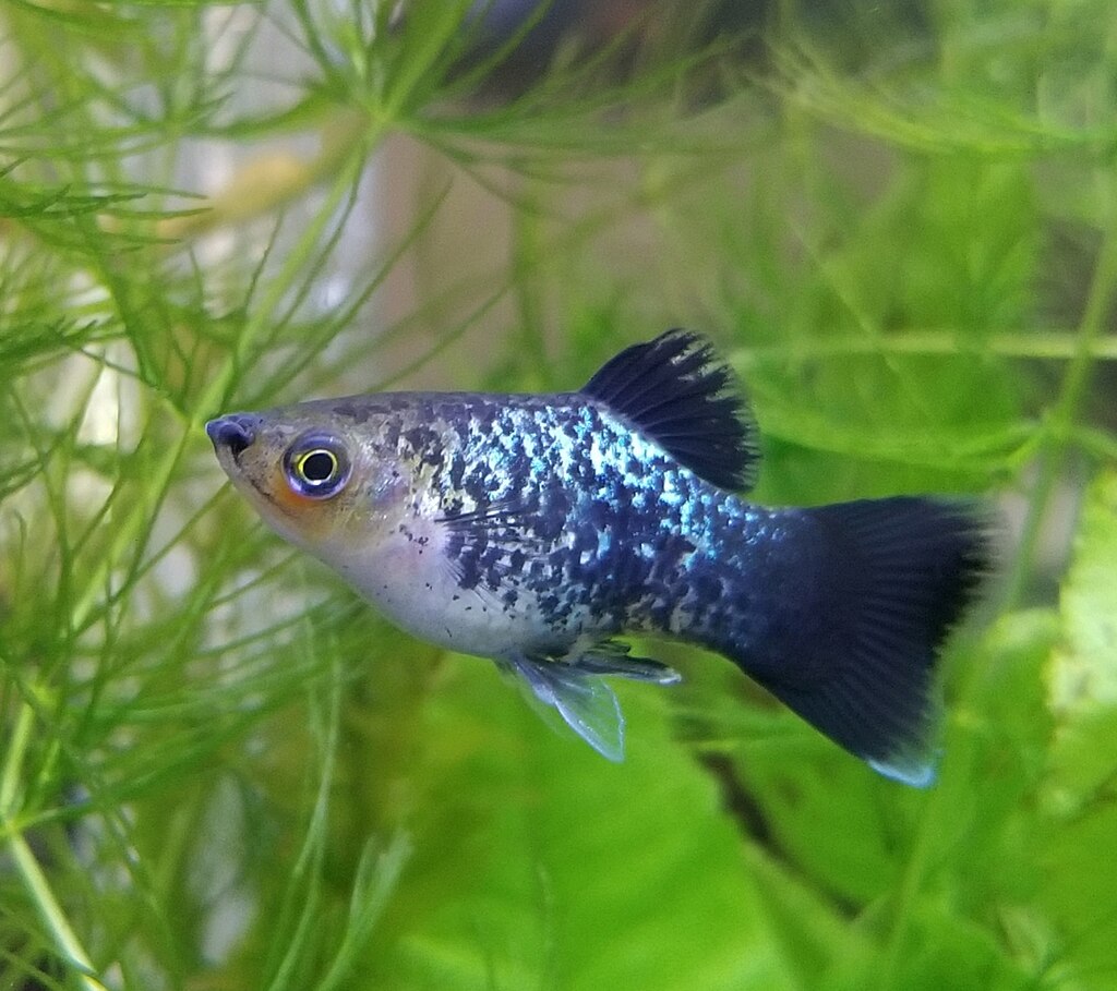 platy-baligi