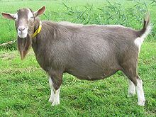 toggenburger-keci-cinsi