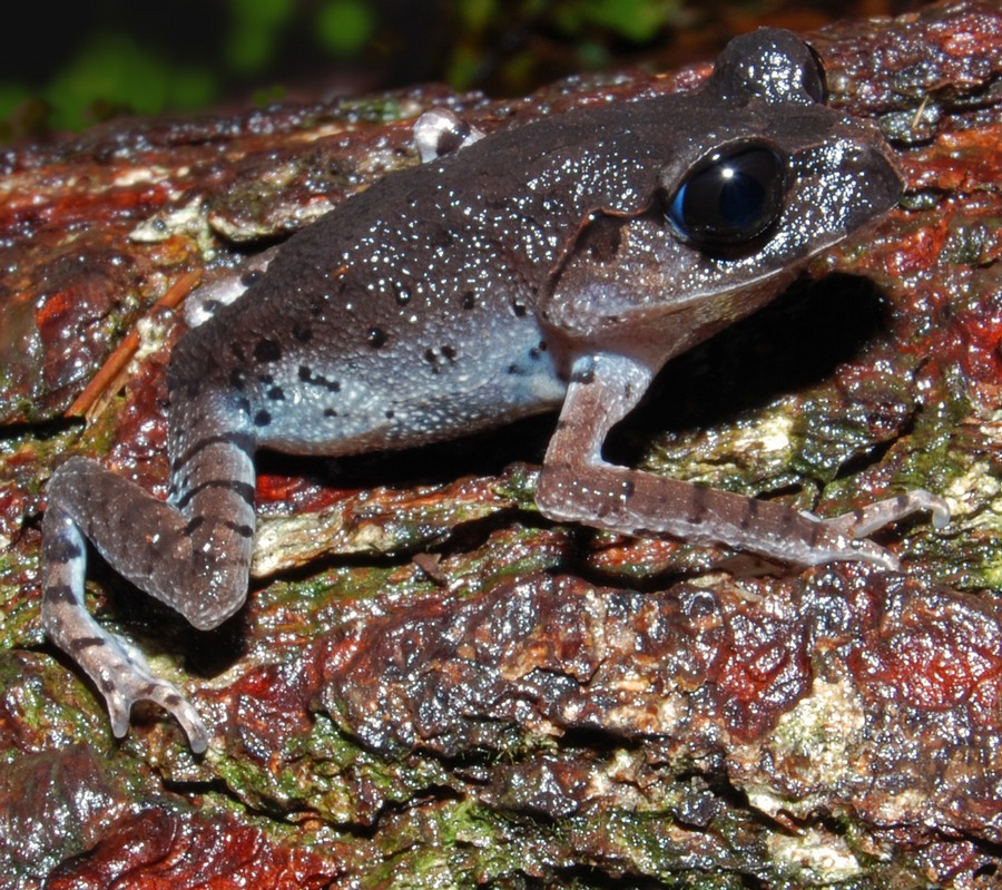 leptobrachium-hasseltii-qurbagasi