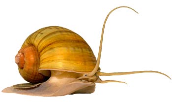 pomacea-canaliculata-qizil-alma-ilbizi