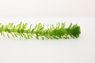 elodea-densa