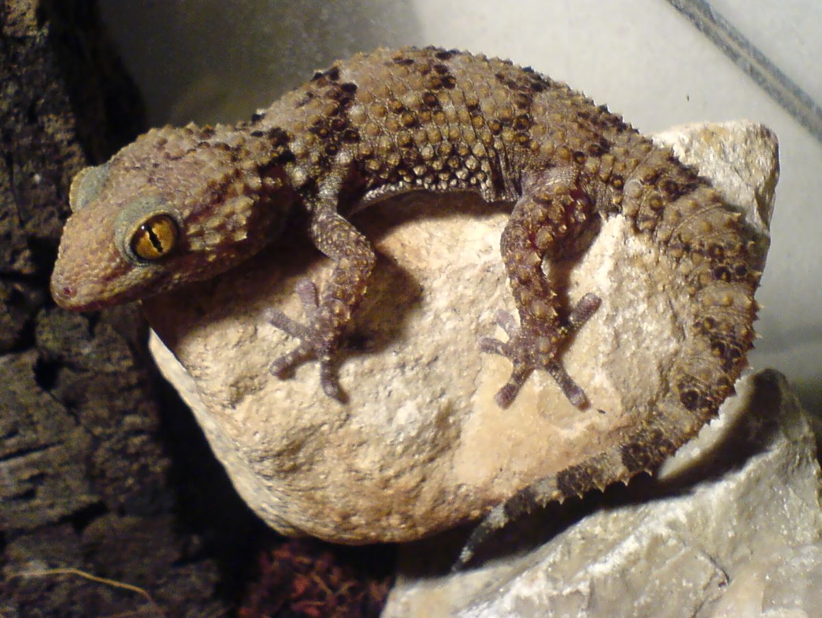 chondrodactylus-bibronii-kertenkelesi