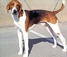 amerikan-foxhound-it-cinsi