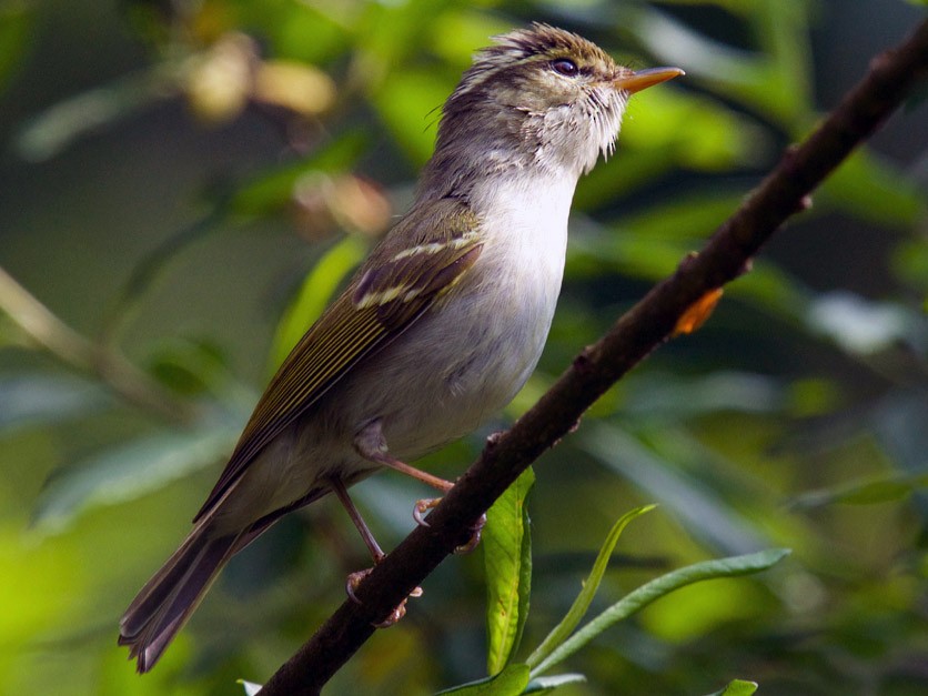 emei-yarpaq-pohrecili