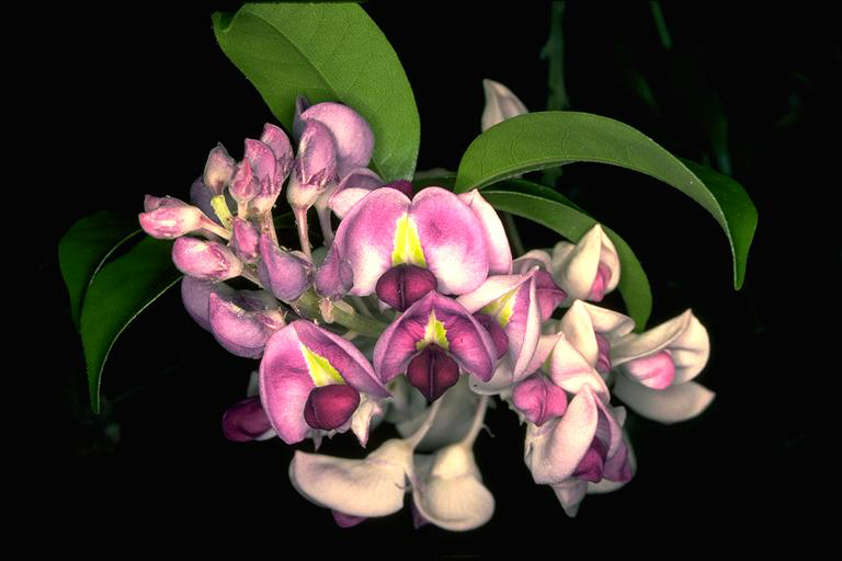 austrocallerya-meqasperma