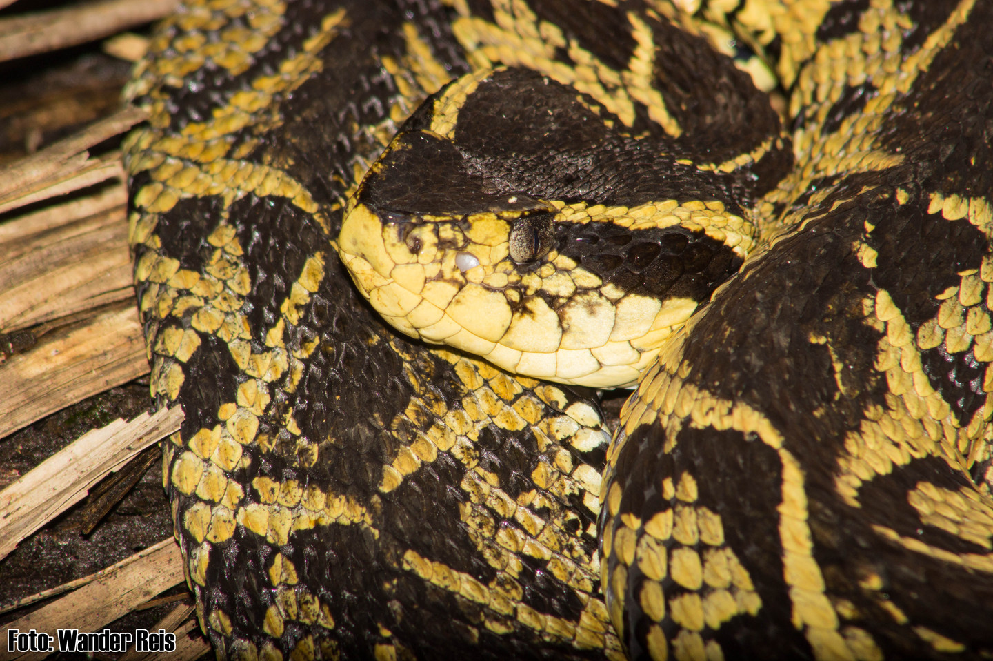 bothrops-jararacussu-ilani