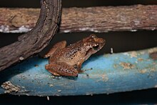 liuixalus-hainanus-qurbagasi