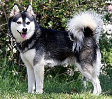 alaskan-klee-kai-it-cinsi