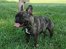 french-bulldog-it-cinsi