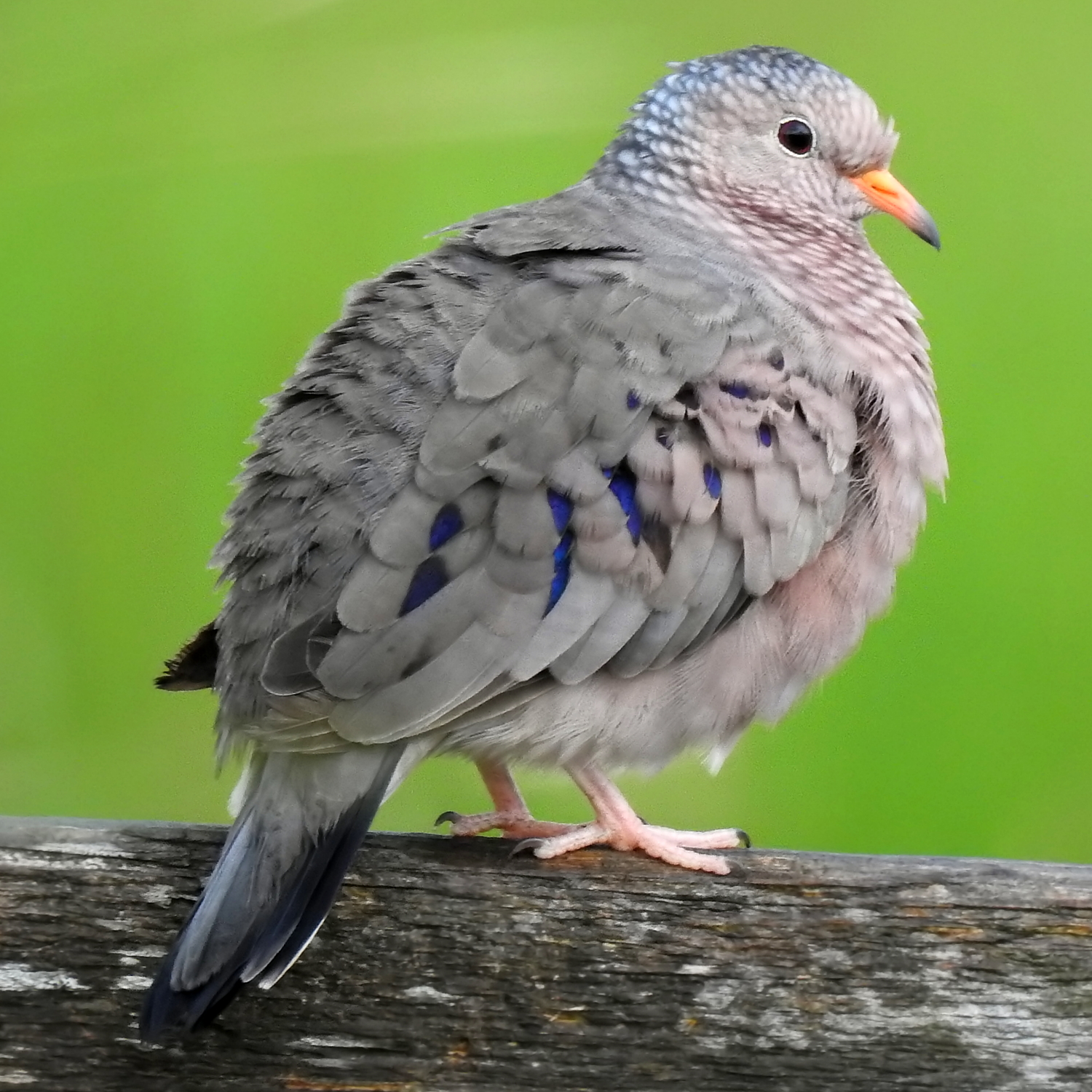 adi-yer-goyercini