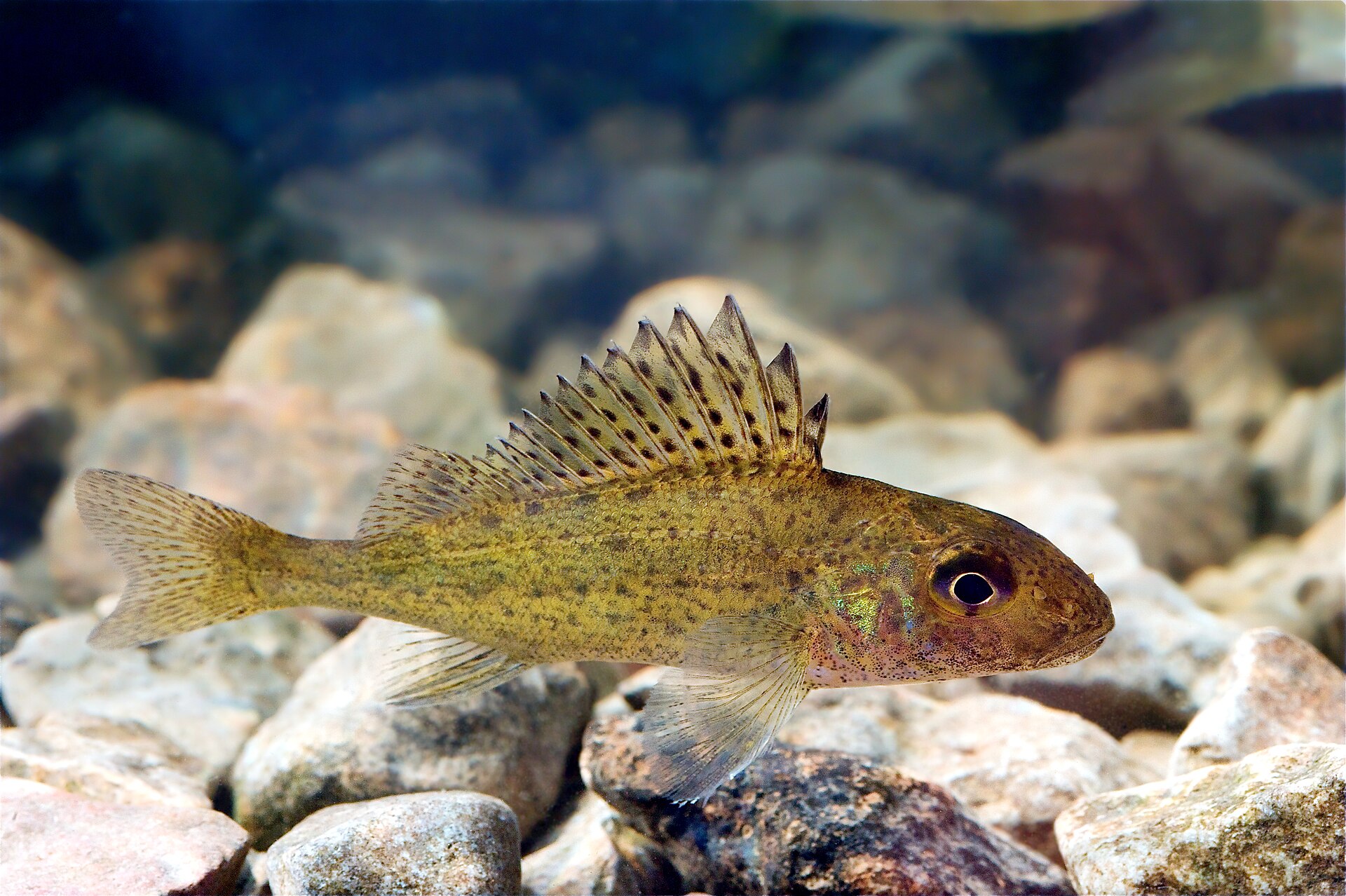 ruffe-baligi