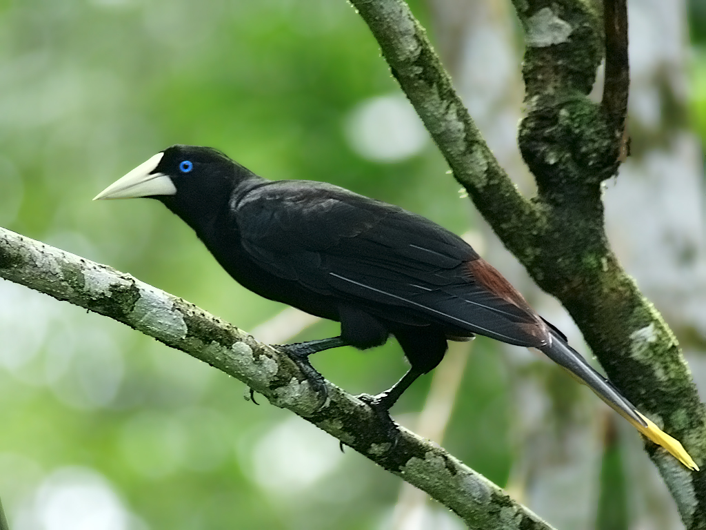 qara-oropendola