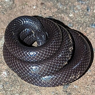 amblyodipsas-unicolor-ilani