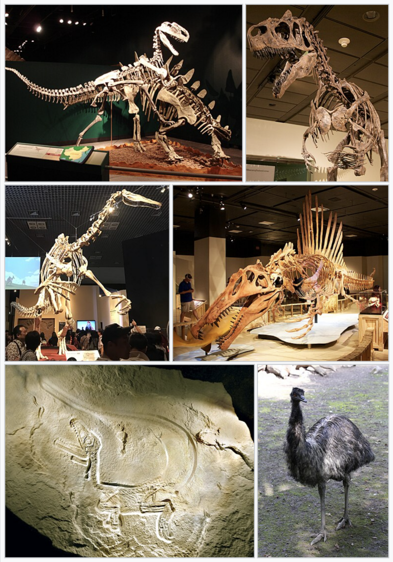 tetanurae-dinozavri