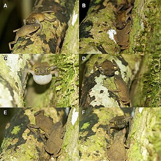 frostius-pernambucensis-qurbagasi
