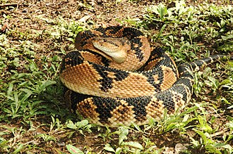 lachesis-muta-ilani