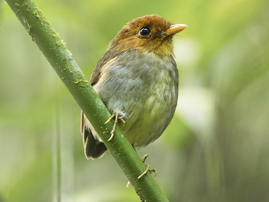 basliqli-pitta