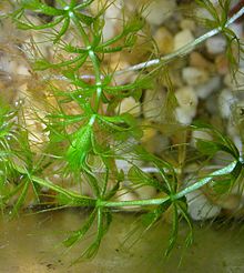 aldrovanda-vesiculosa-bitki