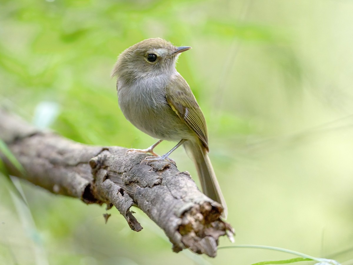 solgun-doslu-bambuk-tirani