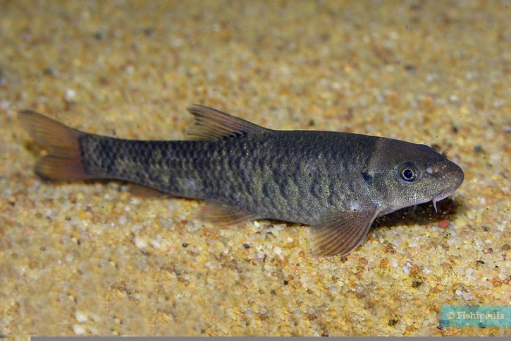 qirmizi-garra-baligi