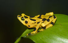 panama-qizil-qurbagasi