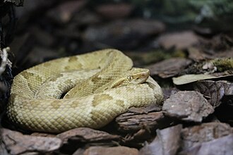 bothrops-insularis-ilani