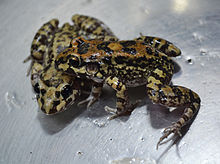 leptodactylus-troglodytes-qurbagasi