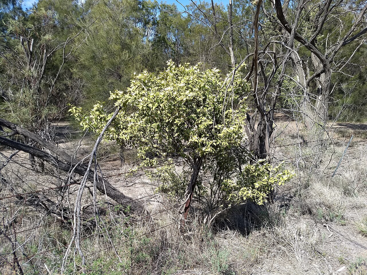 capparis-lasiantha
