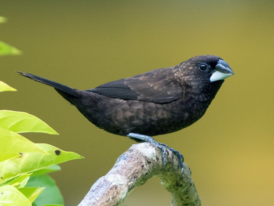 qonur-munia