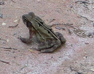 rhinella-crucifer-qurbagasi