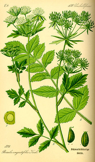berula