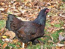 indian-game-toyuq-novu